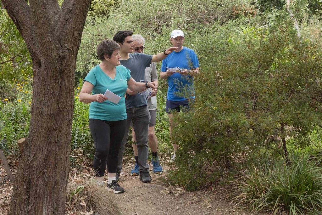 Anytime Orienteering - Orienteering Australia - Orienteering Australia Four orienteers on a path looking and pointing into the forest